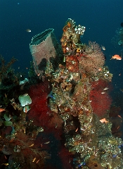 Bali 2016 - Liberty - Corail - IMG_5835_rc